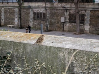 Animals photography (catherine)