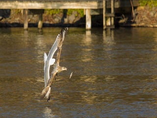 Animals photography (catherine)