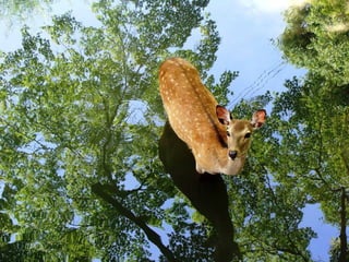 Animals photography (catherine)