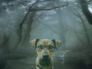 Animals photography (catherine)