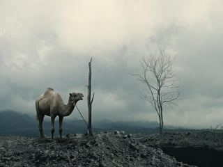 Animals photography (catherine)