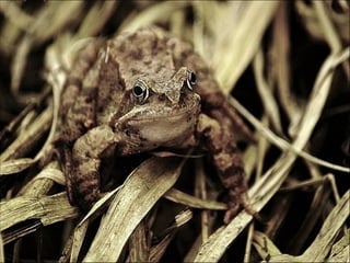 Animals photography (catherine)