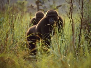 Animals photography (catherine)