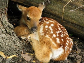 Animals photography (catherine)