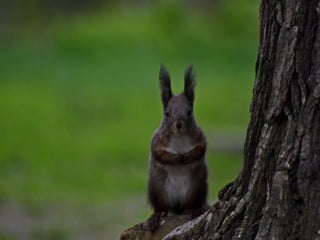 Animals photography (catherine)