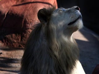 Animals photography (catherine)