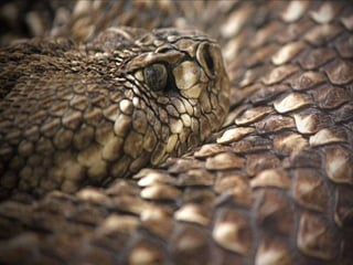 Animals photography (catherine)