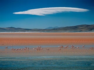 Animals photography (catherine)