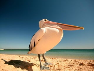 Animals photography (catherine)