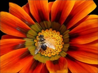 Animals photography (catherine)