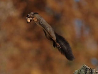 Animals photography (catherine)