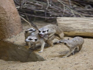 Animals photography (catherine)