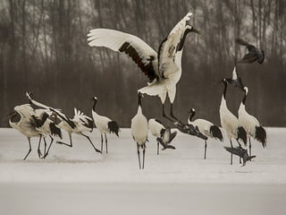 Animals photography (catherine)