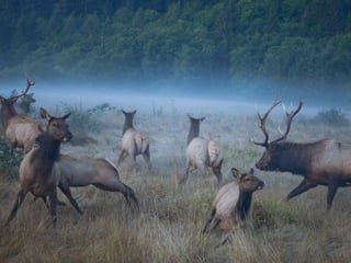 Animals photography (catherine)