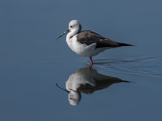 Animals photography (catherine)