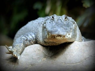 Animals photography (catherine)