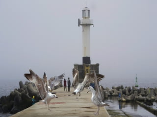 Animals photography (catherine)