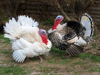 Animals photography (catherine)