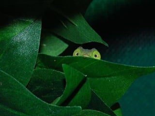 Animals photography (catherine)