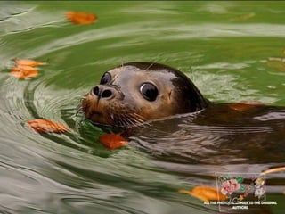 Animals photography (catherine)