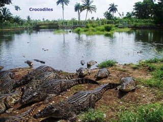 Crocodiles   