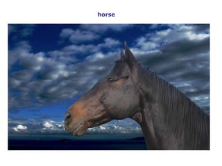 horse   