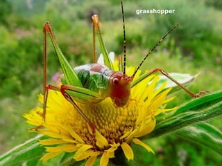grasshopper   