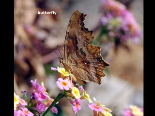 butterfly   