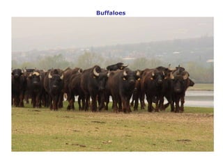 Buffaloes   
