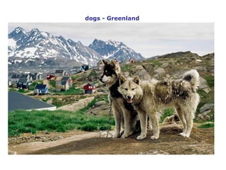 dogs - Greenland 