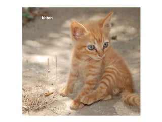 kitten   