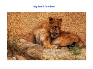 big lion & little bird  