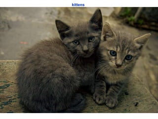 kittens   