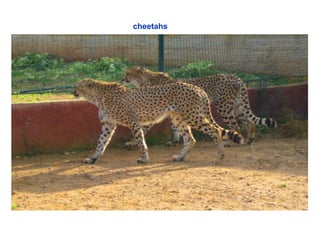 cheetahs   