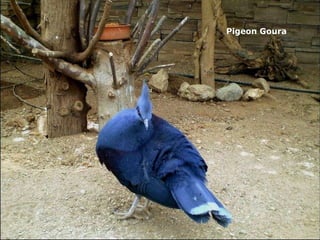 Pigeon Goura   
