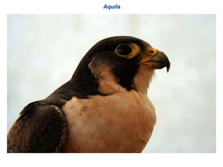 Aquila   