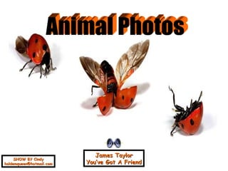 James Taylor You’ve Got A Friend Animal Photos SHOW BY Cindy [email_address] 