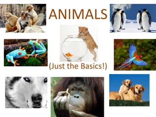 ANIMALS 
(Just the Basics!) 
 