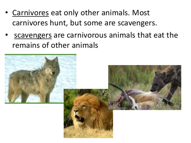 Animals powerpoint
