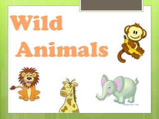 Wild
Animals
 