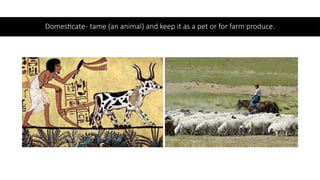 Taming Definition Animals PPT a fun way to understand different kinds of animals. | PPTX