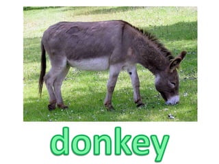 donkey