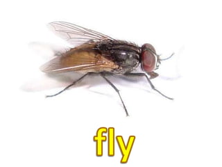 fly