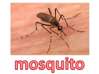mosquito