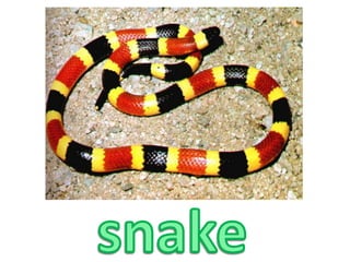 snake