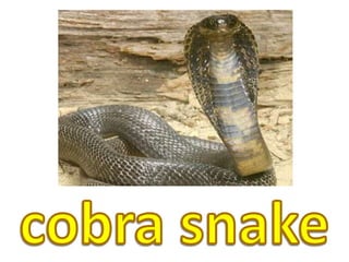 cobra snake