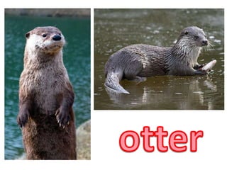 otter