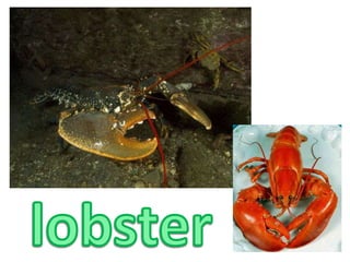 lobster