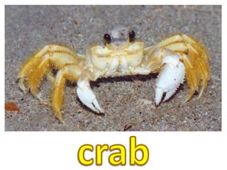 crab