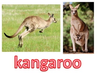 kangaroo